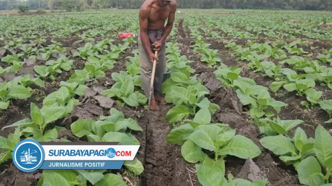 Gegara Cuaca Ekstrem Petani Tembakau Di Utara Sungai Brantas Was Was