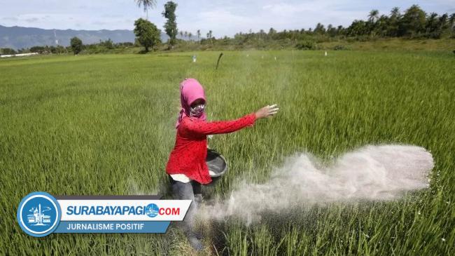 Kuota Pupuk Subsidi Untuk Petani Trenggalek Turun Ton Tahun Ini