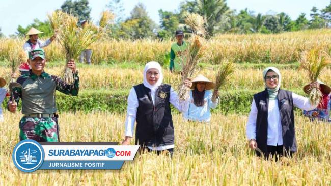 Tiga Tahun Berturut-turut, Produksi Padi Jatim Tertinggi Di Indonesia