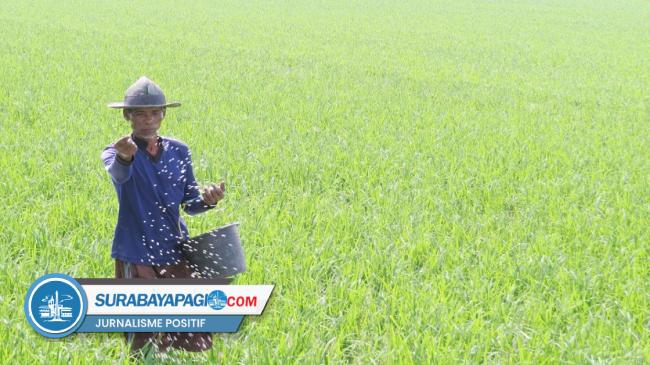 Serapan Pupuk Bersubsidi Di Kabupaten Madiun Masih Rendah