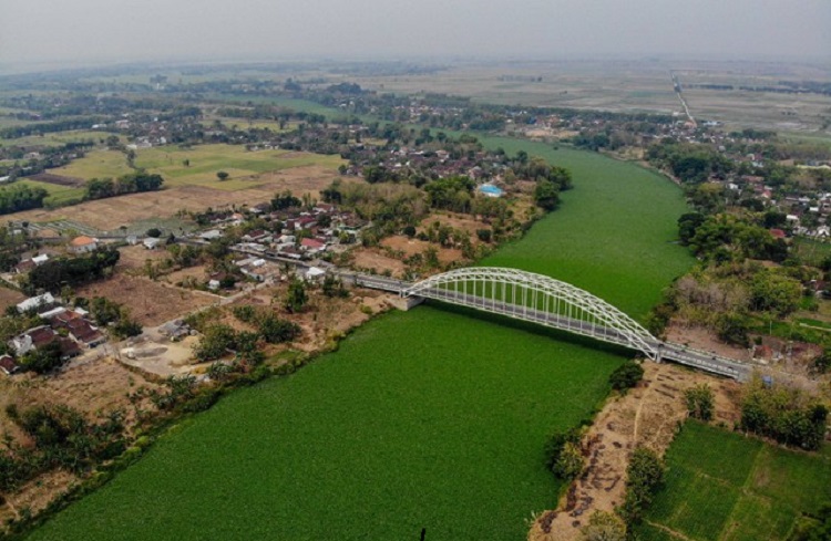 Sungai Bengawan Solo Menghijau, Dipenuhi Tanaman Eceng Gondok, Ahli: Ini Jelas Tidak Normal