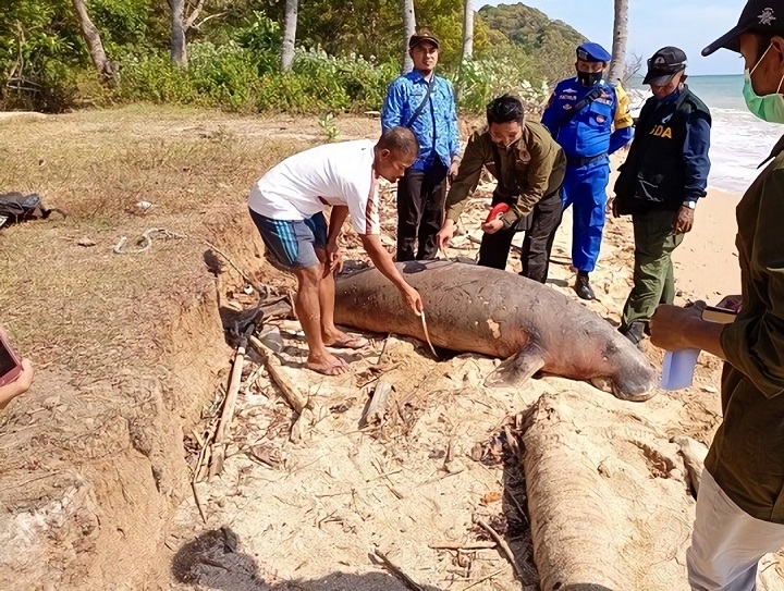 Dugong Tewas Terdampar di Pulau Bawean