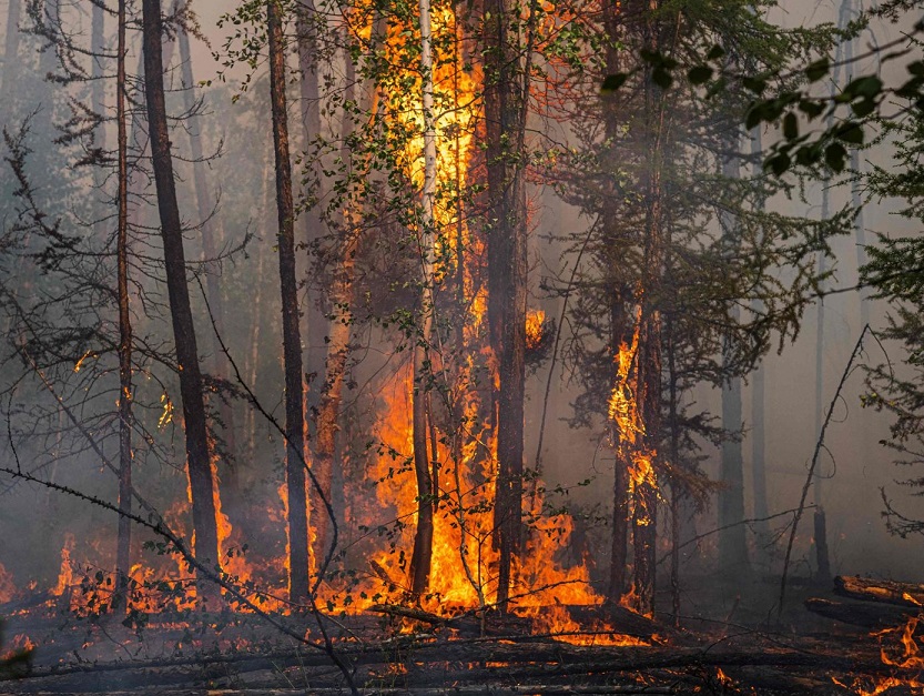 Hutan Jati Seluas 3 Hektar Milik Perhutani Bondowoso Terbakar