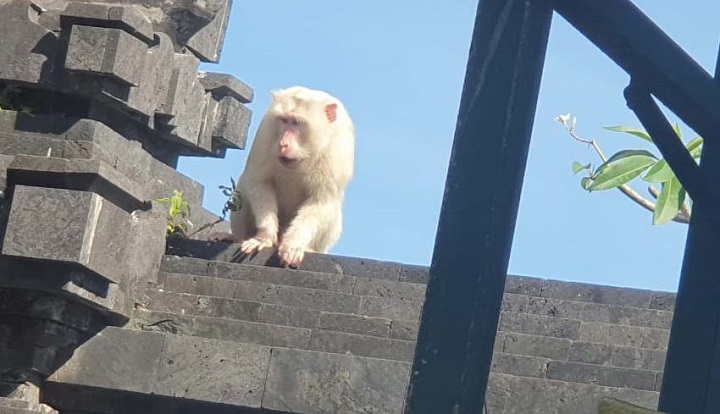 Monyet Putih Muncul di Pura Uluwatu, Tanda...