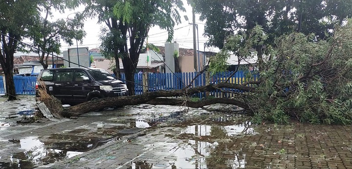 Hujan Angin 1 Jam, Pohon Bertumbangan di Surabaya