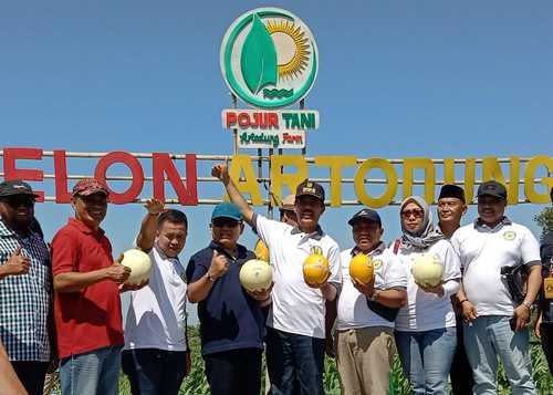 Majukan Pertanian, Pemkab Pamekasan Remikan Wisata Petik Melon Sultan