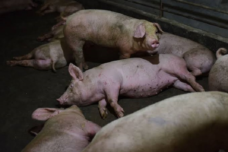 Terjangkit Virus ASF, Singapura Stop Impor Babi dari Indonesia
