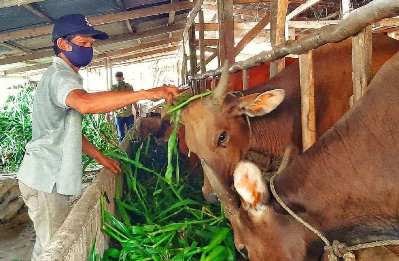 Tekan Impor Daging, Pemerintah Genjot Swasembada Peternakan Sapi di 3 Wilayah