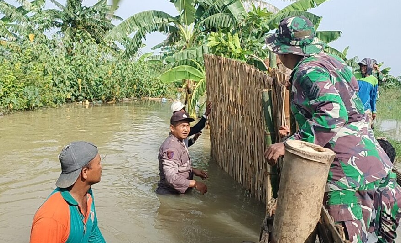 Tanggul di Dusun Kepoh Lamongan Jebol, 60 Hektar Sawah Pertanian Terendam Banjir