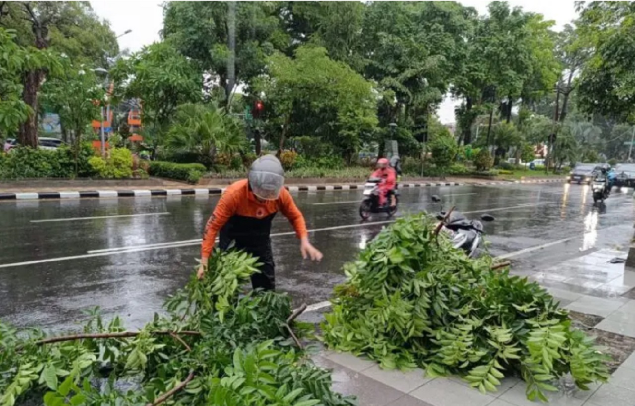 Antisipasi Pohon Tumbang di Musim Hujan, Pemkot Rutinkan Potong Ranting Setiap Hari