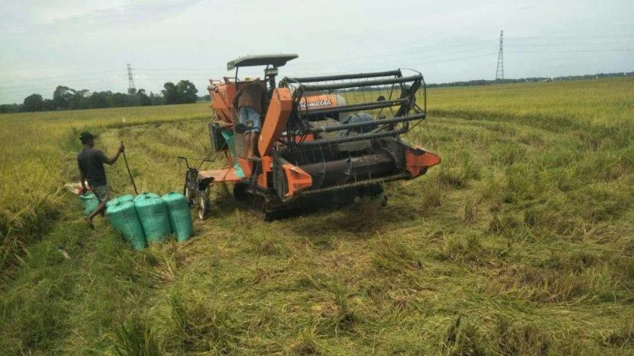 Panen Ratusan Hektar, Petani Purworejo Optimis Penuhi Kebutuhan Pasar Nasional