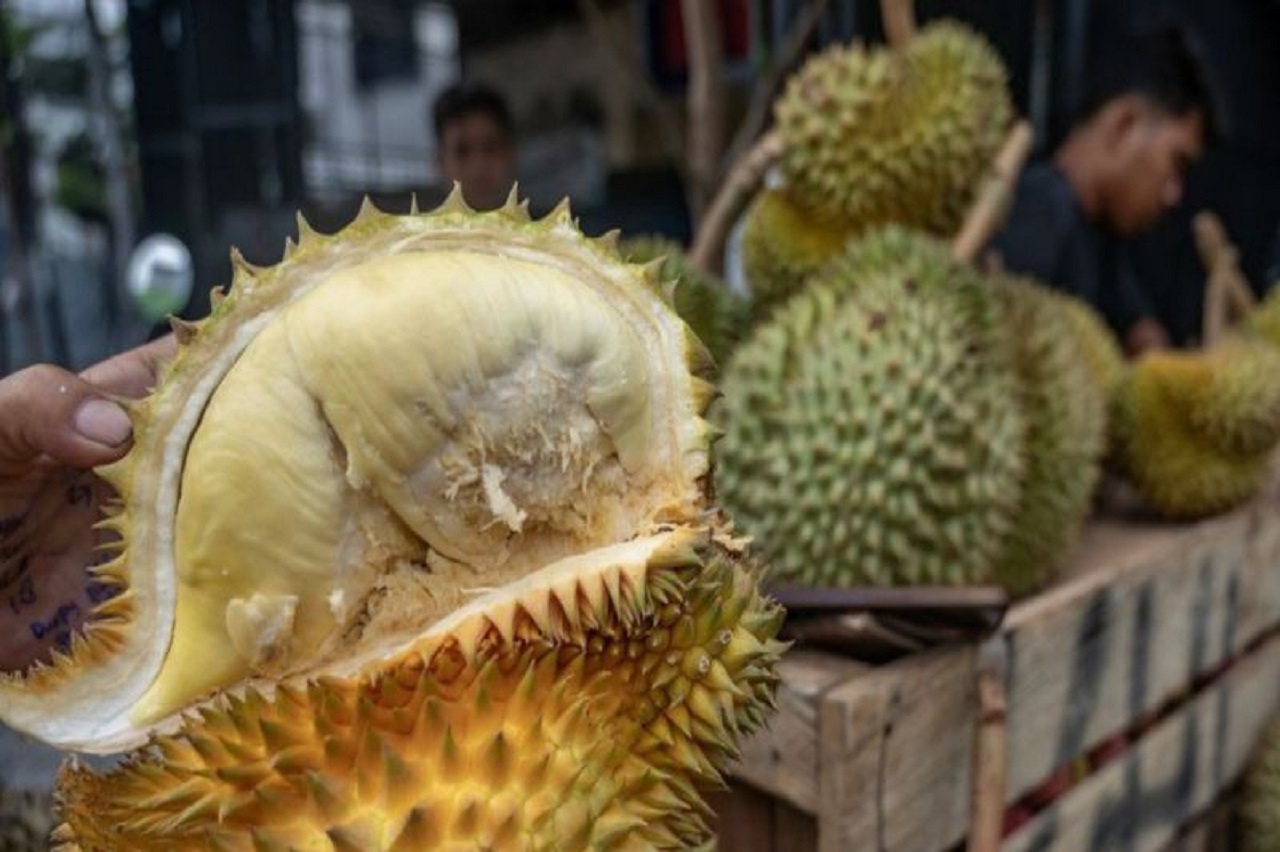 Sulteng Konsisten Pasok Durian ke Pasar Ekspor, Varietas Unggul Musangking dan Montong