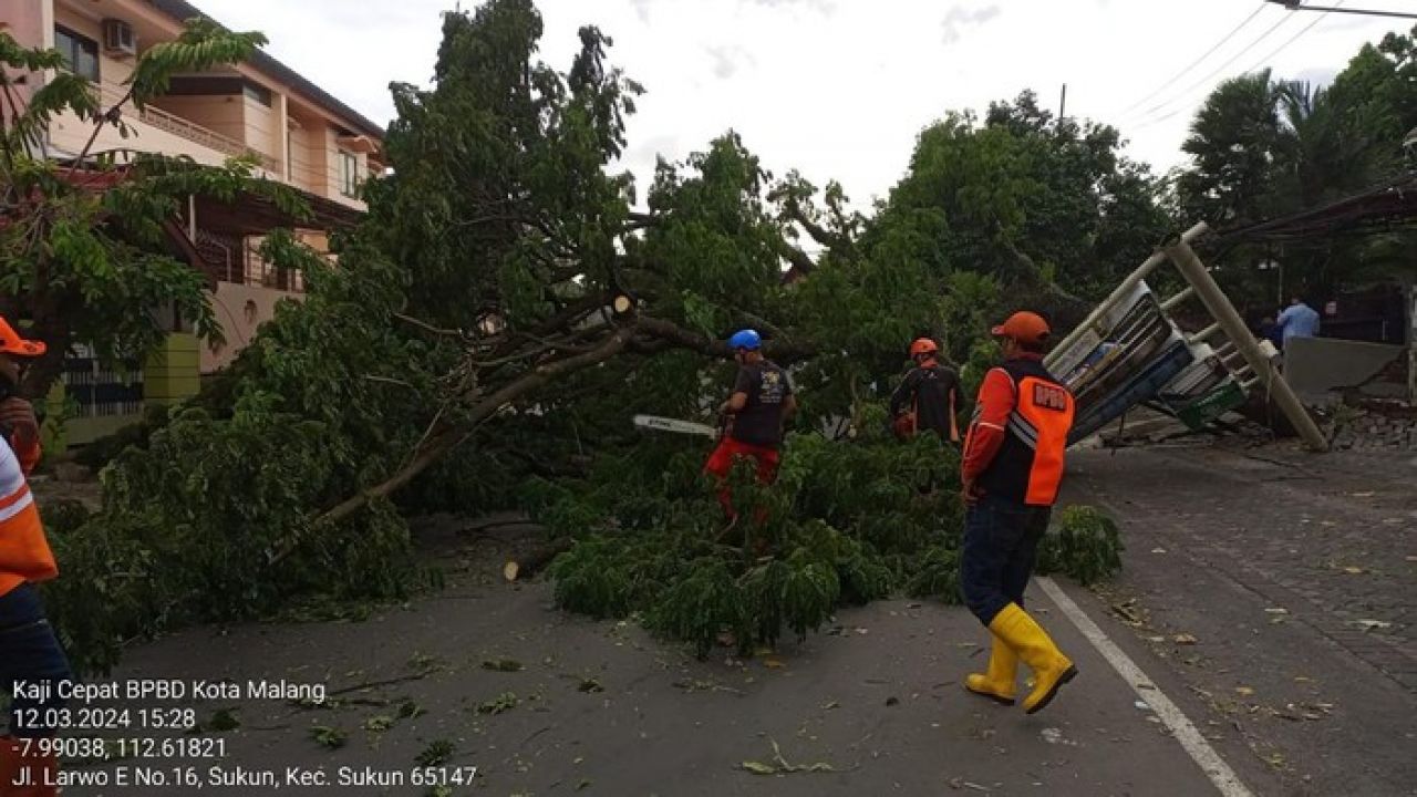 Angin Kencang, 11 Pohon di Malang Dilaporkan Tumbang