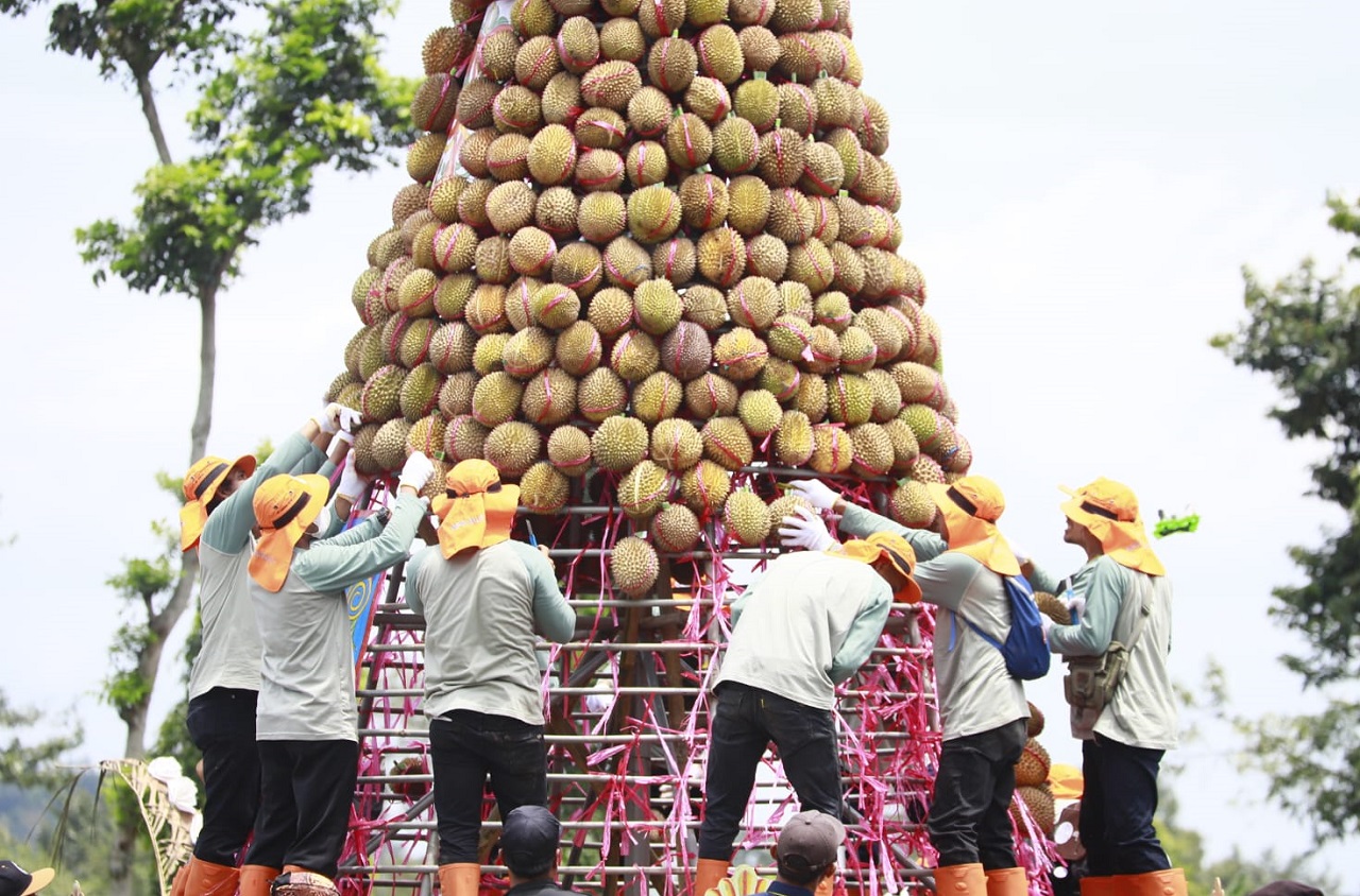 Ribuan Orang Rela Desak-desakan, Rebutan 2.024 Durian Wonosalam Jombang di Lapangan Becek