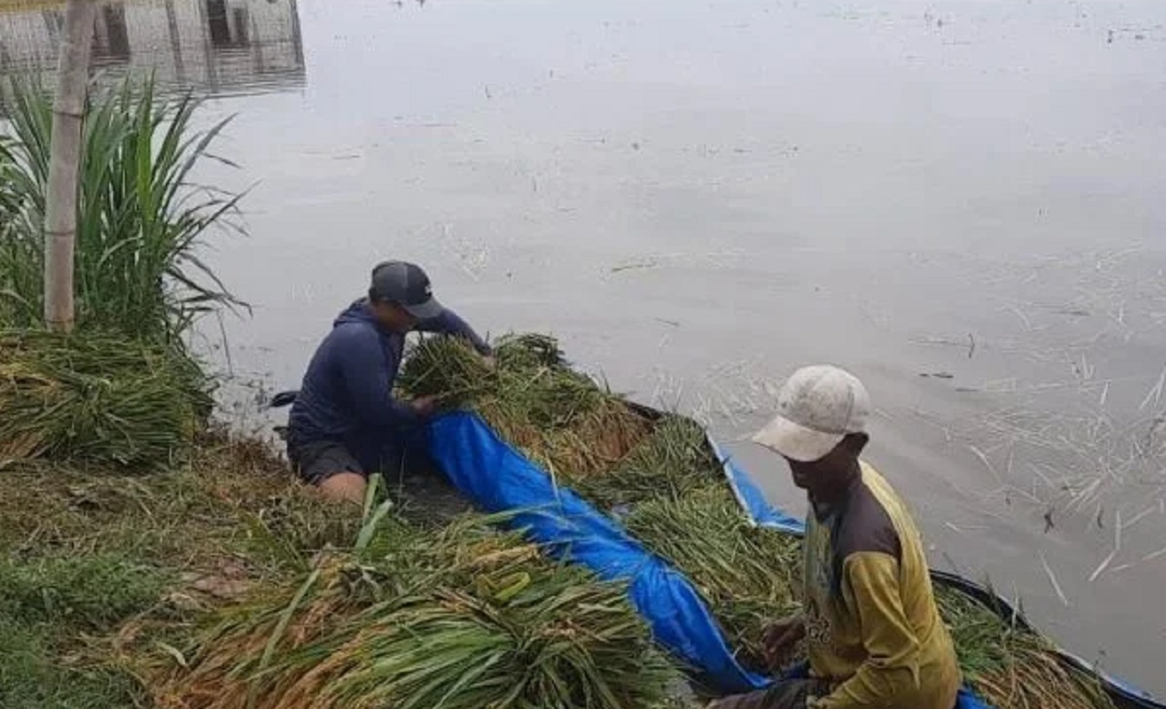 Terendam Banjir Sungai Bengawan Solo, Petani di Tuban Terpaksa Panen Lebih Awal