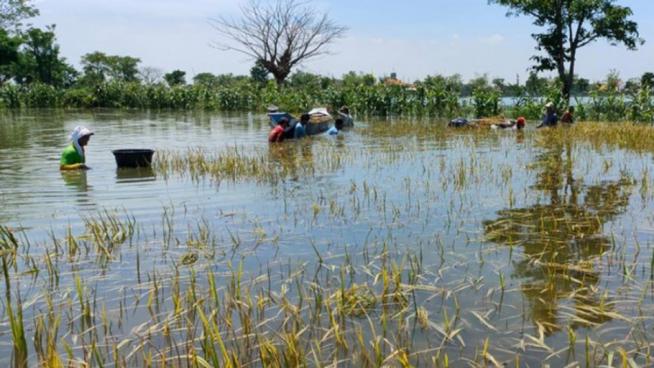 7.998,19 Hektare Sawah di Jatim Terdampak Banjir