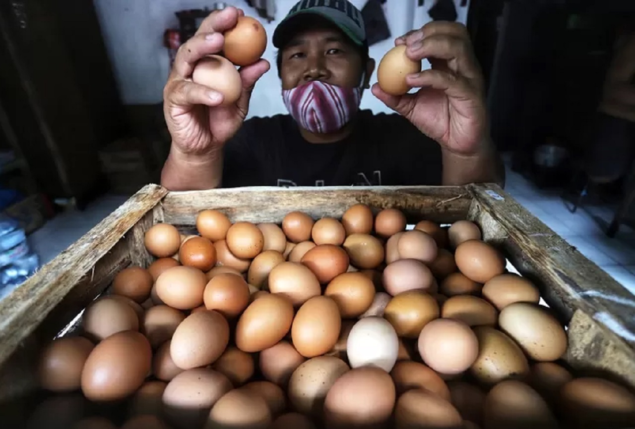 Dipicu Harga Pakan, Komoditas Telur dan Daging Ayam Naik di Pasar Tradisional Lamongan