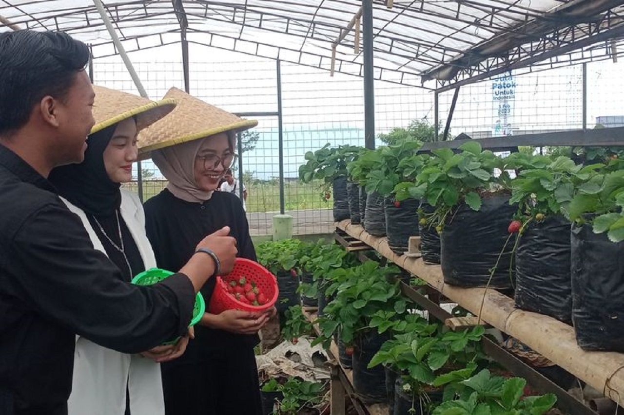 Festival Strawberry di Batu Dongkrak Pariwisata Berbasis Pertanian
