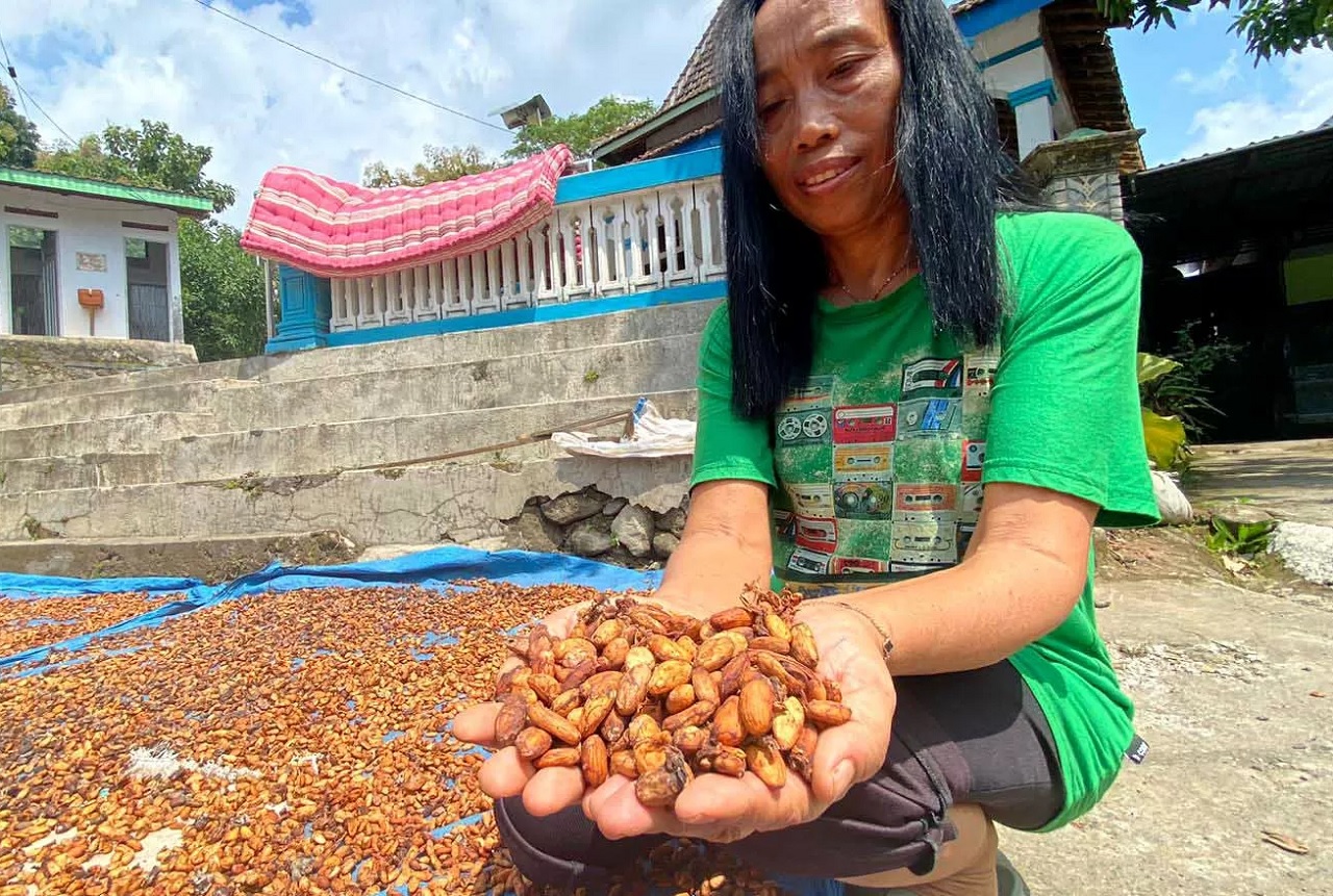 Petani Kakao di Madiun Meringis, Harga Anjlok Terserang Penyakit