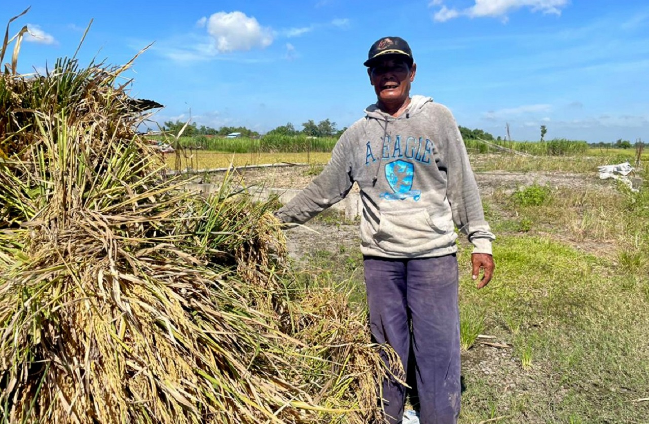 Panen Raya Berakhir: Petani di Jombang Nangis, Harga Gabah Anjlok
