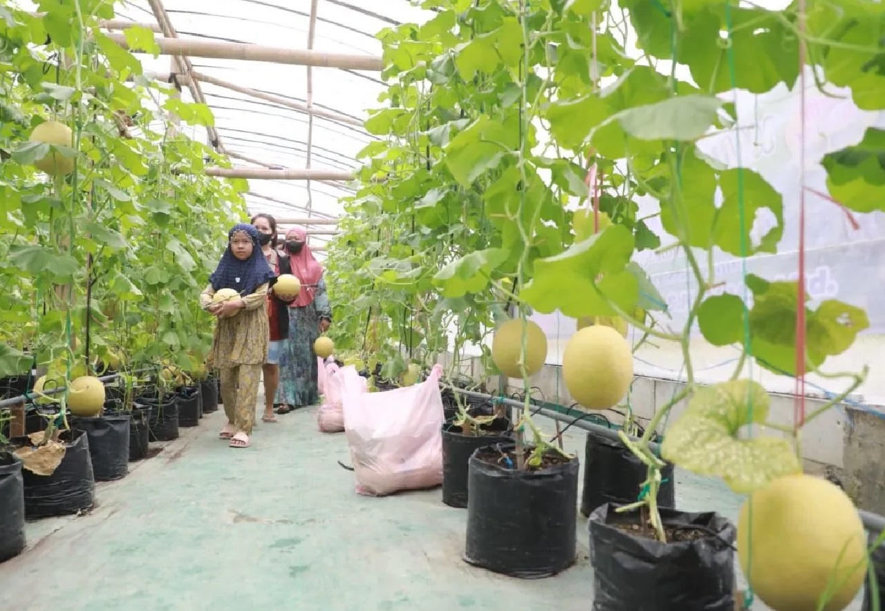 Wisata Petik Buah, Pemkot Madiun Berhasil Panen 1 Ton Buah Melon