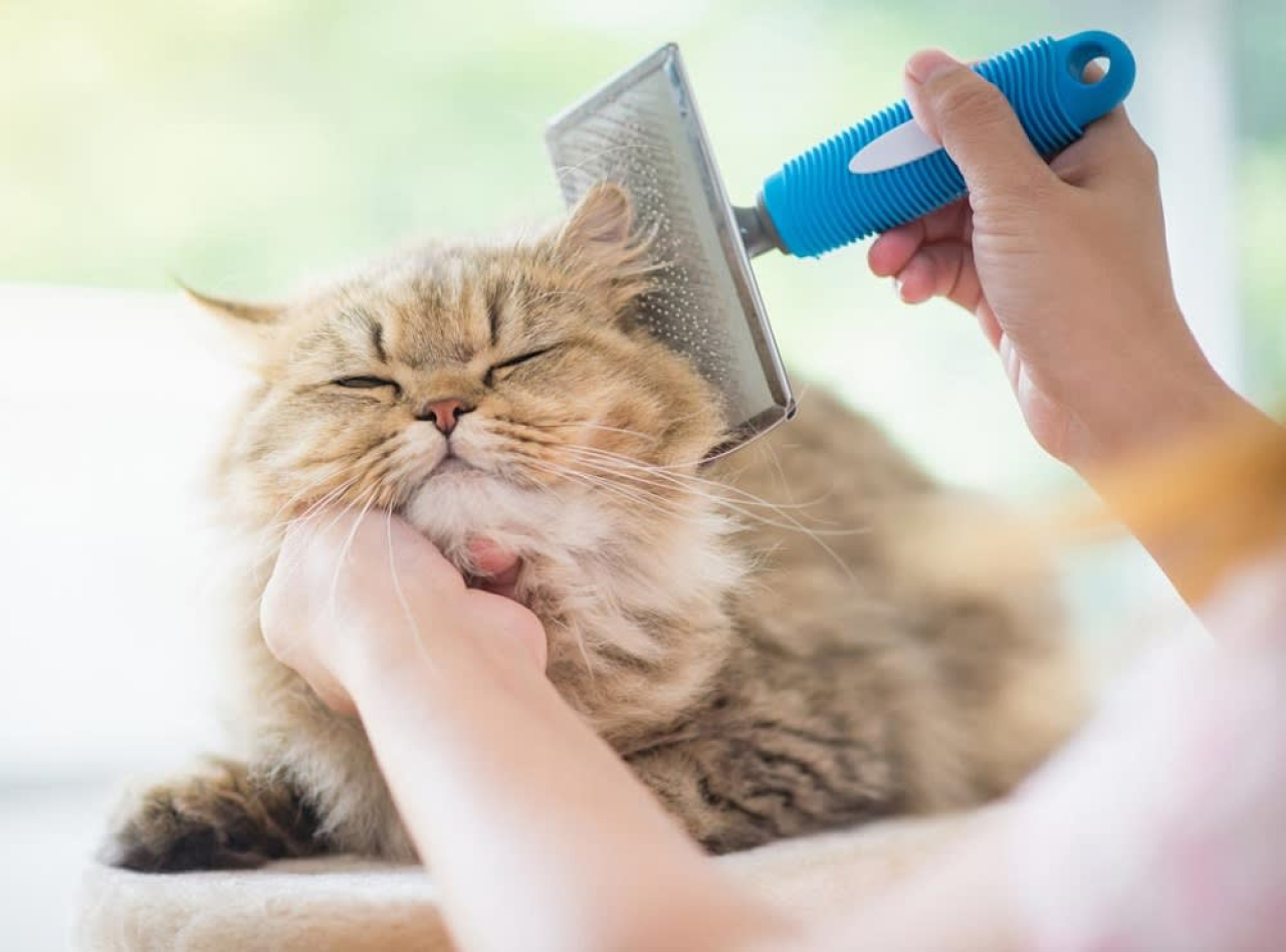 Jatim Siapkan Obat Cacing Gratis untuk Kucing