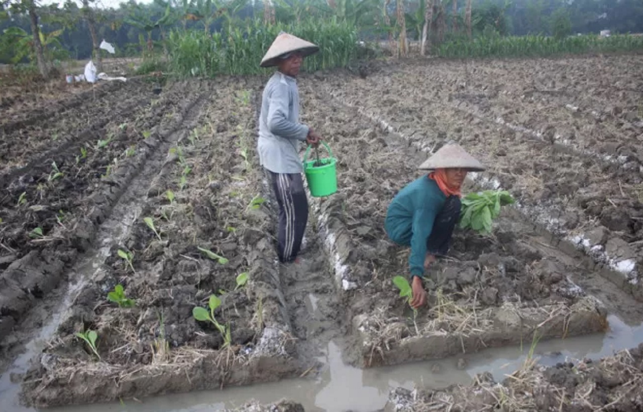 Petani Merugi, Belasan Hektar Tembakau di Jombang Mati Diguyur Hujan Deras