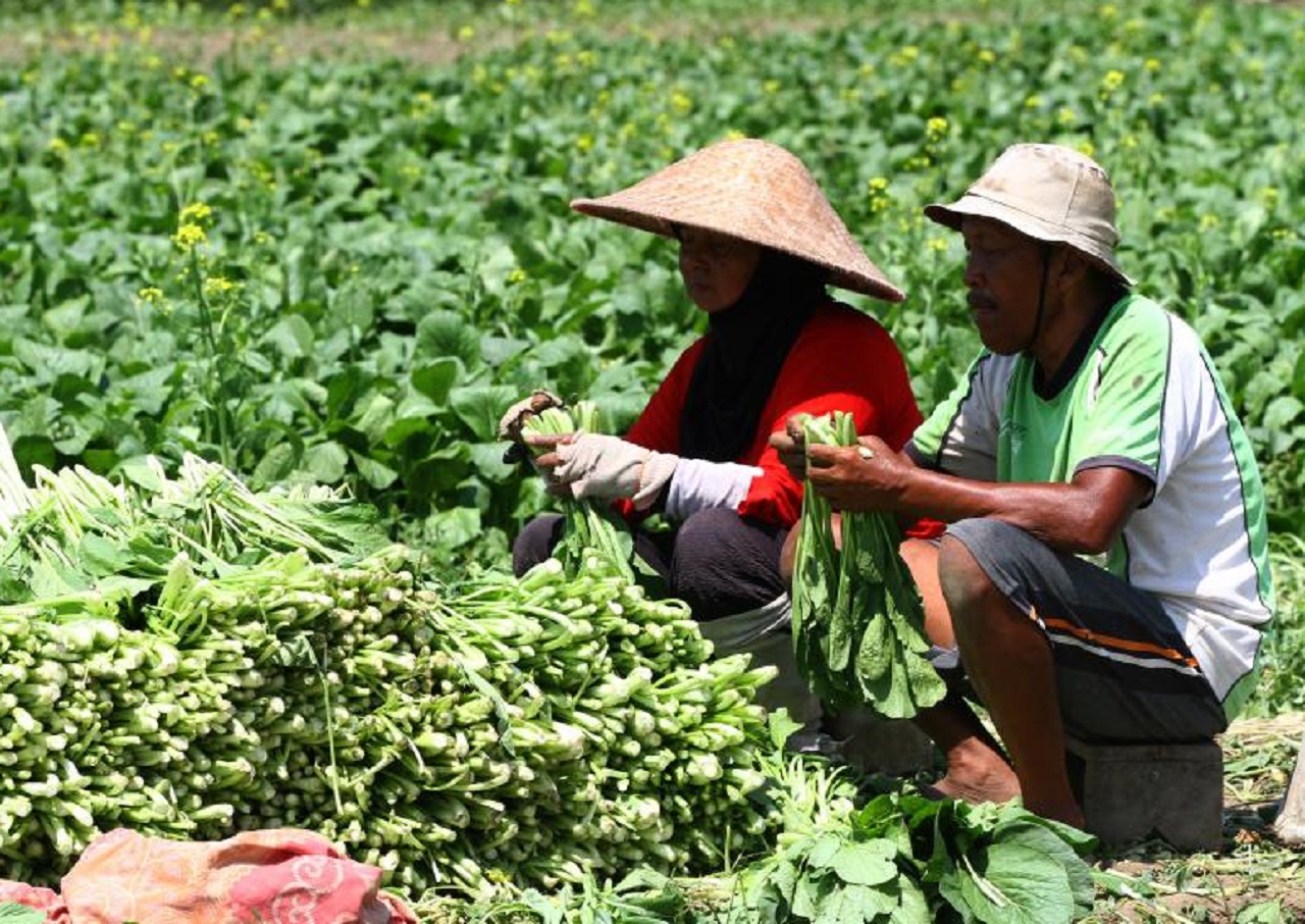 Petani di Lereng Gunung Lawu Ngeluh, Harga Sayuran Anjlok Drastis