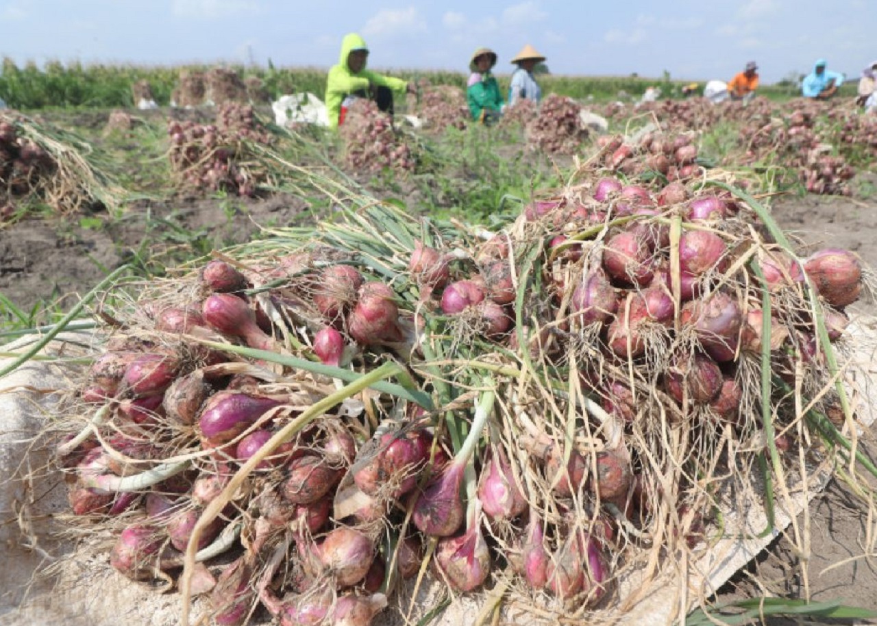 Panen Raya, Harga Bawang Merah di Tingkat Petani Situbondo Anjlok Rp 18 Ribu/ Kg