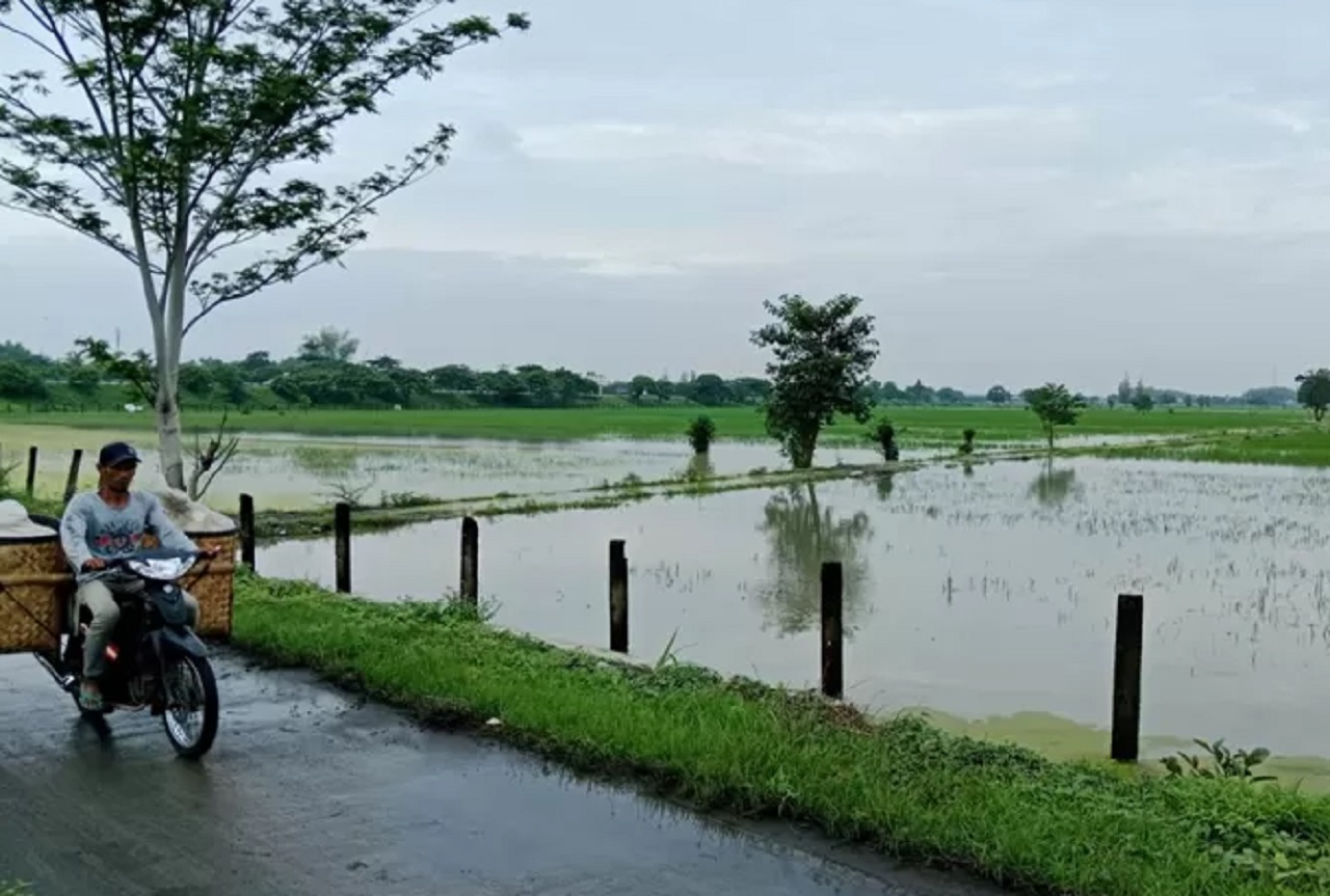 Peristiwa Sering Langganan Banjir, Petani Padi di Jombang Terancam Gagal Panen