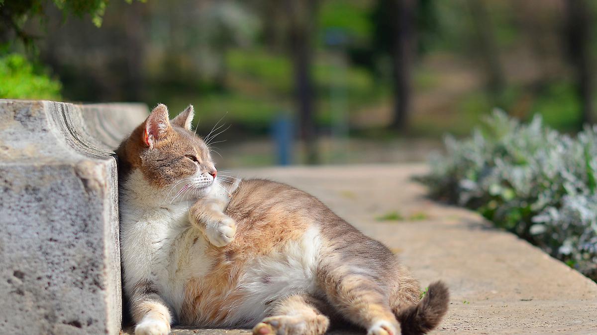 Studi: Keberadaan Kucing di Kampus Bagus untuk Kesehatan Mental