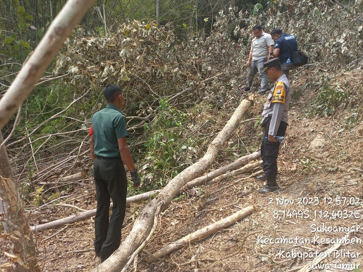 Pedagang Kayu, Tewas Tertimpa Pohon Sono, yang Sedang Digergaji