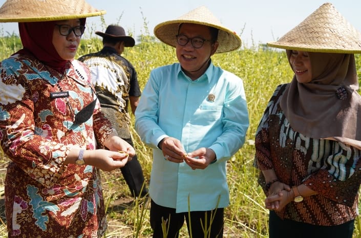 Ketua DPRD Sidoarjo H Usman Bersama Dinas Pertanian Sidak Petani Wijen Tambak Kalisogo