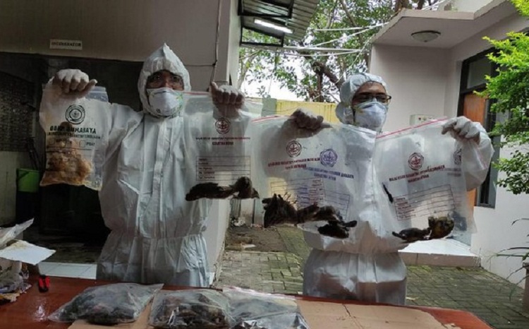 Ratusan Unggas dan Telur Terjangkit Flu Burung Dimusnahkan BBKP