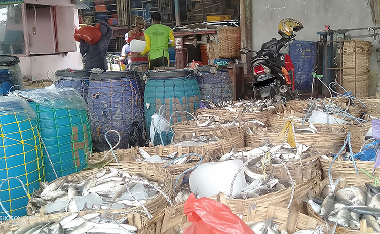 Pasokan Ikan Budidaya di Pasar Ikan Lamongan Meningkat Usai Banjir