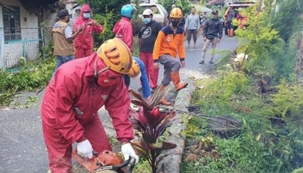 DPUPR Kota Batu Eksekusi 70 Pohon Rawan Tumbang