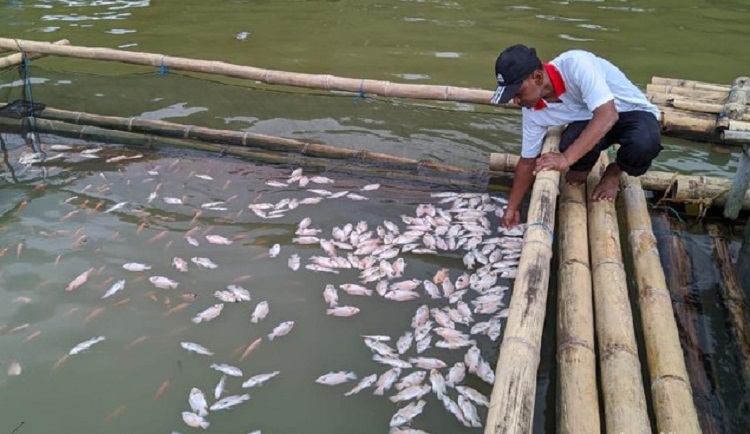 Ledakan Gas Belerang, Ratusan Ikan di Telaga Ngebel Mati