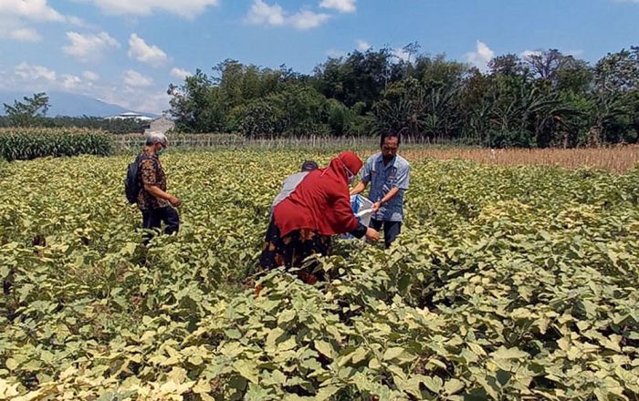 ASN Kota Kediri Borong Hasil Panen Petani