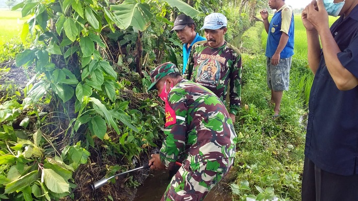 TNI Lumajang, PPL dan Poktan Kompak Basmi Hama Tikus
