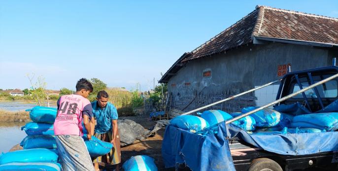 Dinas Perikanan: Produksi Garam Di Kabupaten Pasuruan Jalan Terus