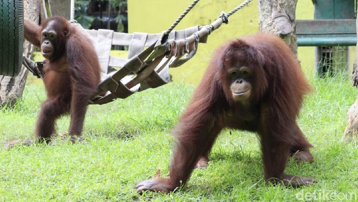 Kebun Binatang Surabaya Luncurkan Wisata Virtual Family