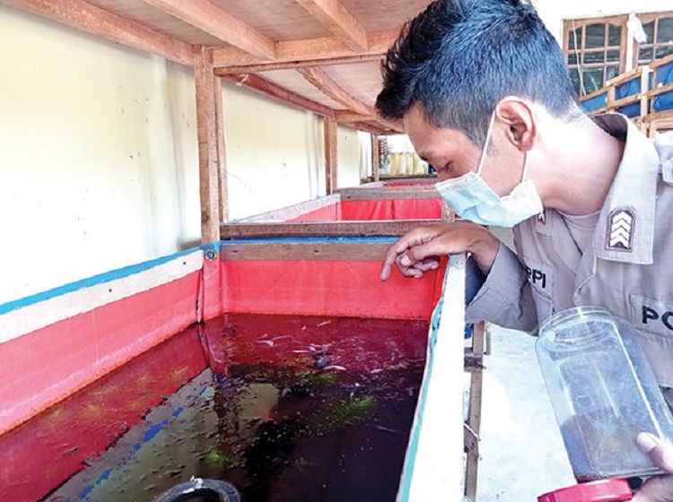 Hobi Budidaya Ikan Cupang yang Beromzet Jutaan