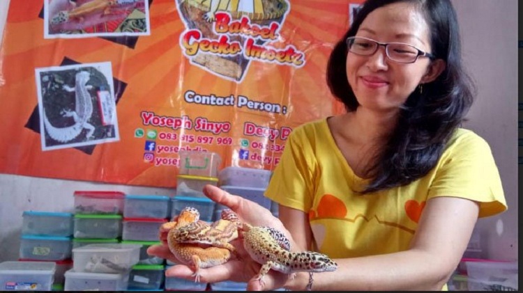 Dari Hobi, Kini Sukses Budidaya Leopard Gecko hingga Luar Jawa