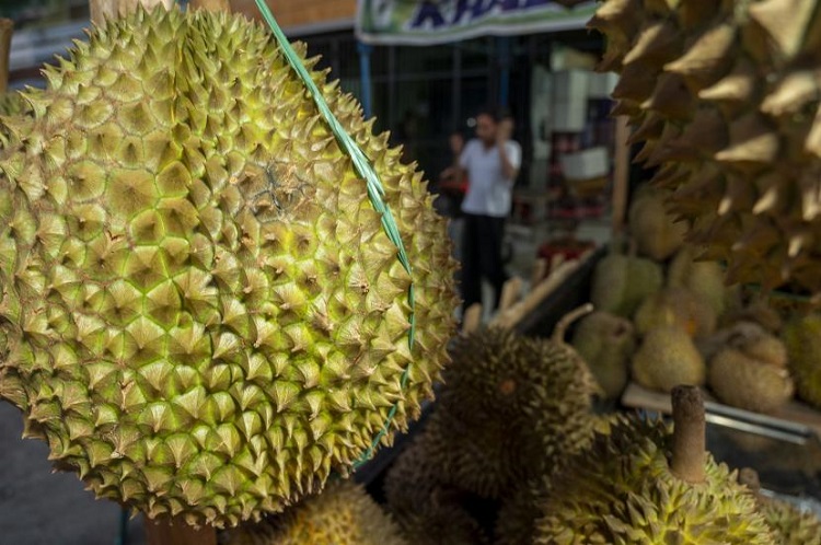 Ekspor Durian Parigi Moutong ke Thailand Pacu Perekonomian Daerah