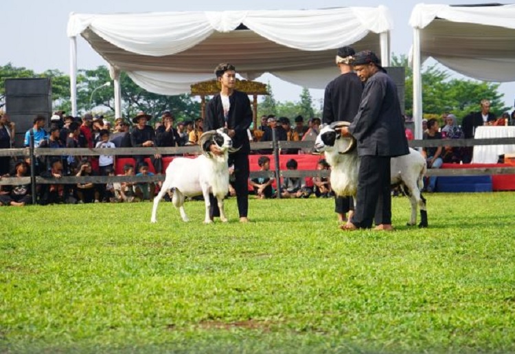 Kemeriahan Festival Ternak Domba dan Kambing Hidupkan Pariwisata dan UMKM Bogor