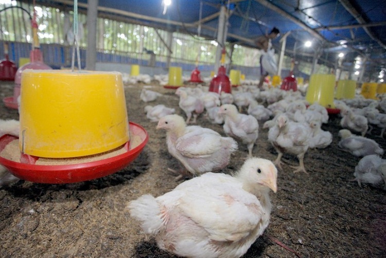 Harga Daging Ayam di Pasaran Melambung Rp45.000/Kg