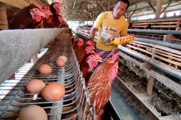 Harga Telur Ayam Melonjak Rp 29 Ribu per Kg, Konsumsi Masyarakat Ikut Menurun