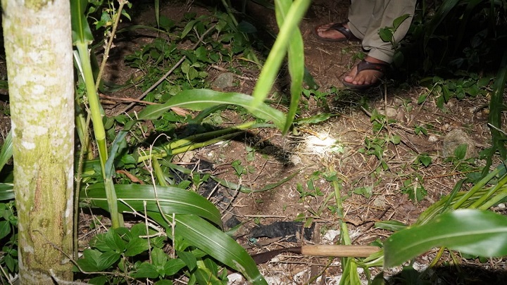 Pamit Cari Rumput, Pemuda di Blitar Ditemukan Tewas di Ladang Jagung