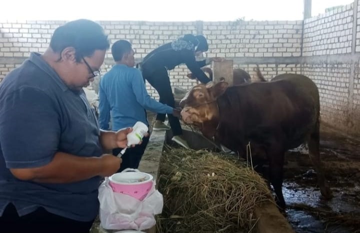 Vaksinasi PMK di Kabupaten Lamongan Sudah Capai 16,9 Ribu Dosis