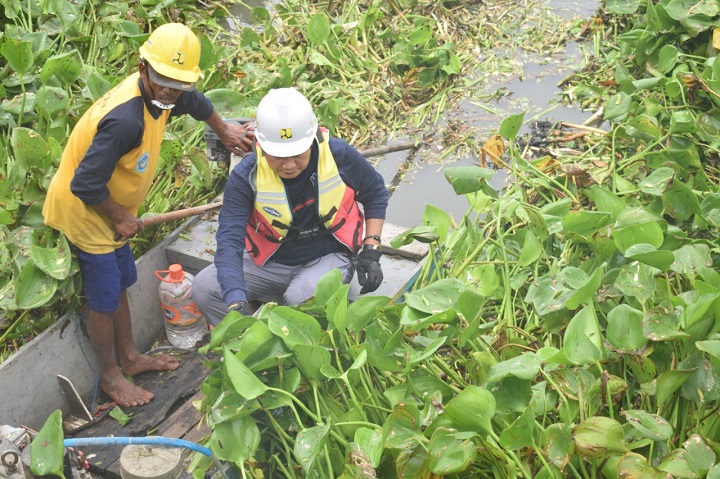 Antisipasi Banjir, Bersihkan Eceng Gondok dengan Garpu Sendok